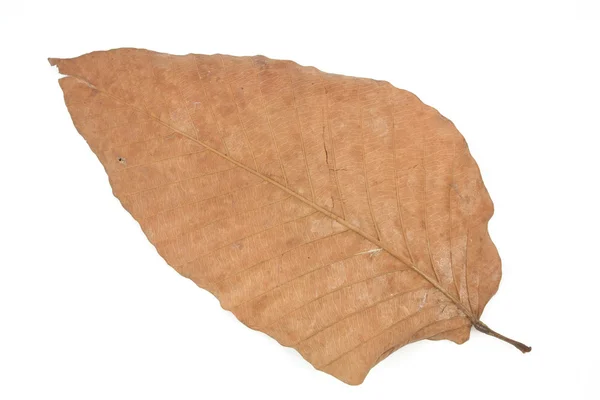 Сухе листя, ізольовані — стокове фото