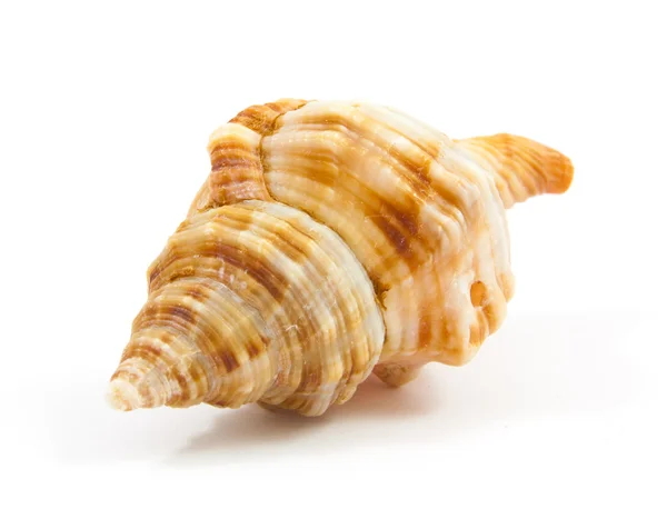 Seashell i närbild isolerade — Stockfoto