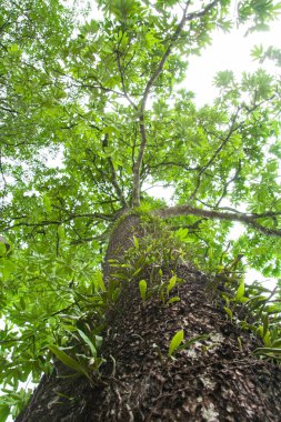 Orman ağaçları doğa yeşil ahşap 