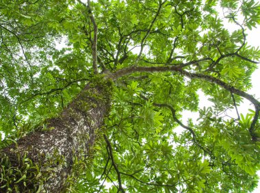 Orman ağaçları doğa yeşil ahşap 