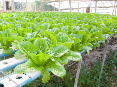 hydroponic sebze bir bahçe dikti