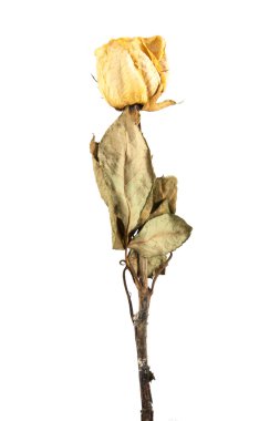 kurutulmuş gül izole 