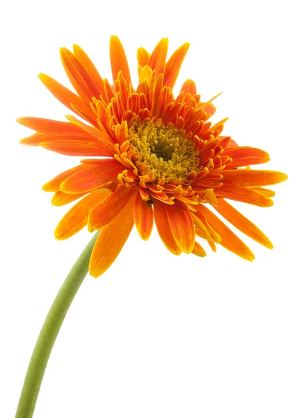 Única flor de gerbera amarelo isolado — Fotografia de Stock