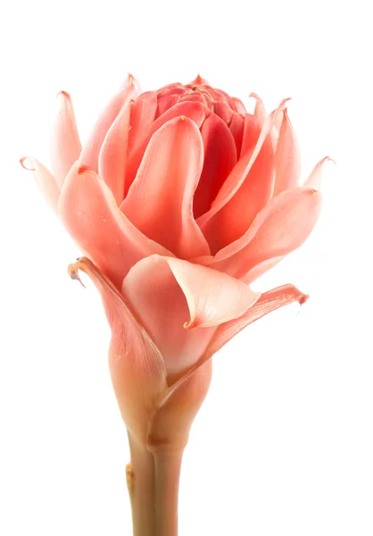 Vértes rózsaszín fáklya gyömbér virág etlingera elatior — Stock Fotó