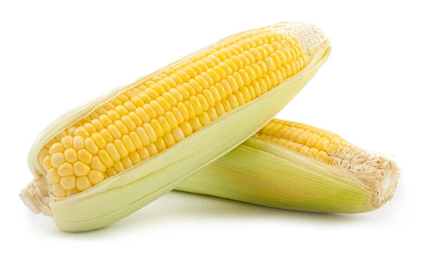 Two corn isolated — Stock Photo, Image