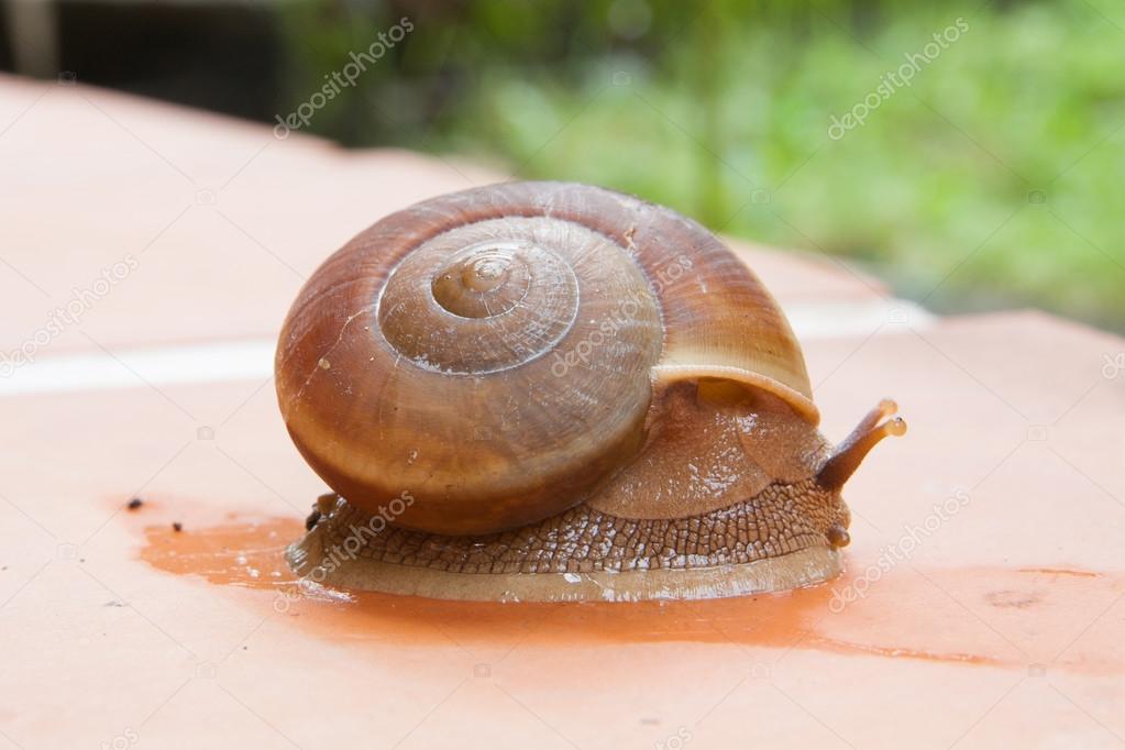 snail crawling on plant pot snail in the garden