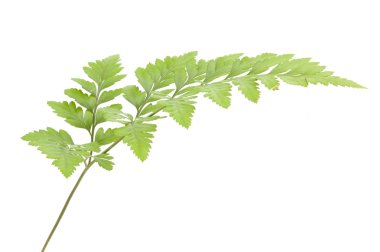 Eğreltiotu beyaz arkaplanda izole