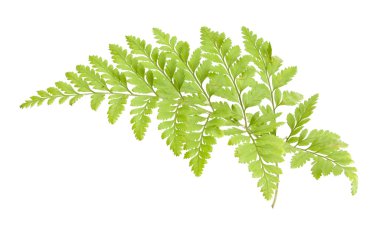 Eğreltiotu beyaz arkaplanda izole