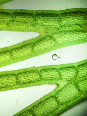 Yakınlaştırma mikroorganizma yosun