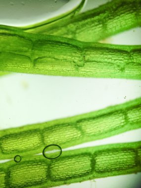 Yakınlaştırma mikroorganizma yosun