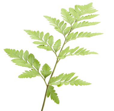 Eğreltiotu beyaz arkaplanda izole