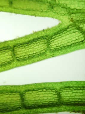 Yakınlaştırma mikroorganizma yosun