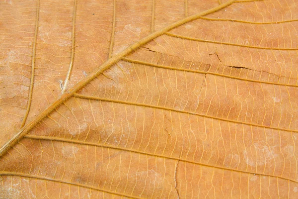 乾燥した葉のテクスチャー — ストック写真