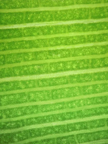Zoom Mikroorganismen Algen — Stockfoto