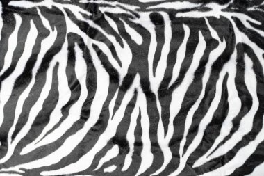 siyah beyaz çizgiler gerçek zebra arkaplanı