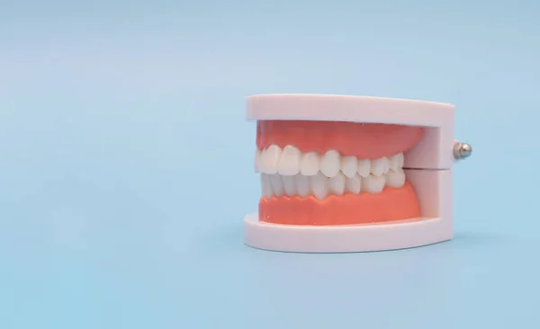 Teeth model and dentist tool on blue background