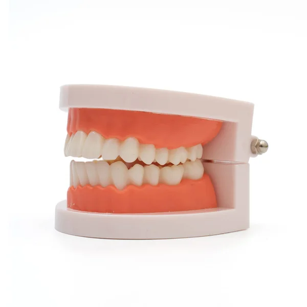 白色背景的牙模和牙医工具 — 图库照片