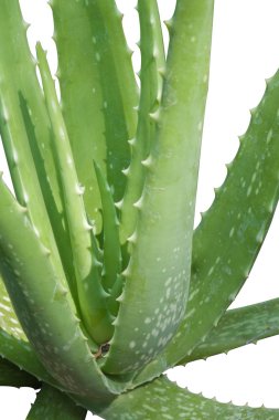 Aloe. 