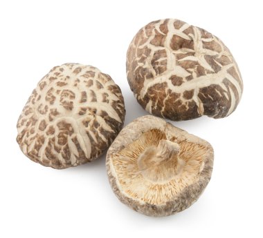 shiitake mantar kurutulmuş