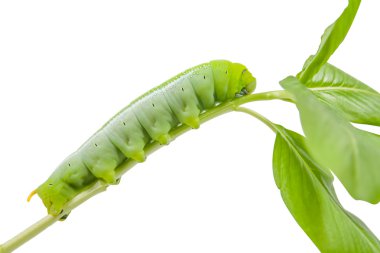 yaprakları tırtıllar yemek