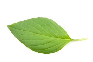 fesleğen izole yaprağı