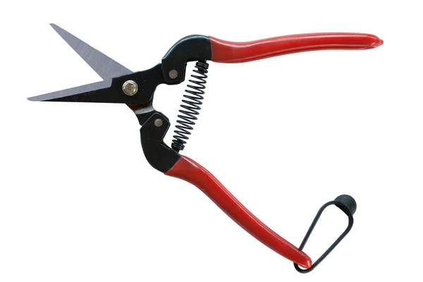 Scissors cut branches — Stock Photo, Image