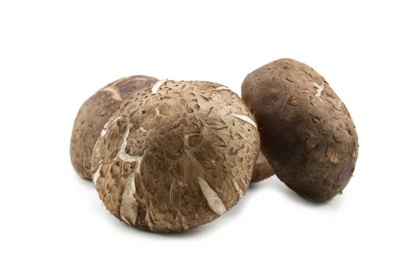 Три свежих гриба шиитаке — стоковое фото
