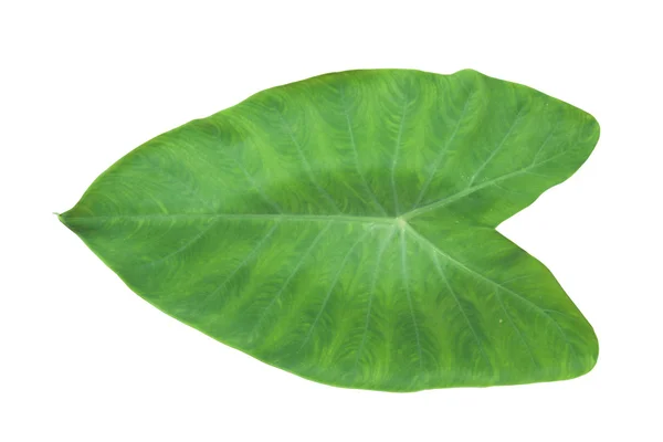 Elephant ear leaf isolated — Stock Photo, Image