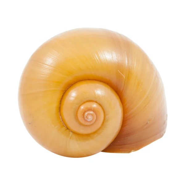 Pomacea canaliculata shell — Stockfoto