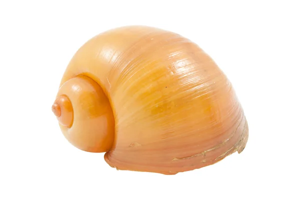 Pomacea canaliculata shell — Stockfoto