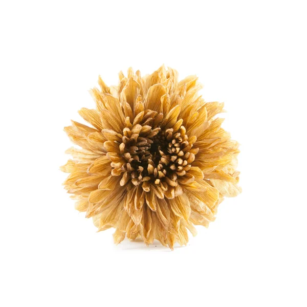 Dried Flowers — Stock Photo, Image