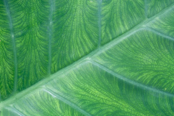 Textura de la hoja — Foto de Stock