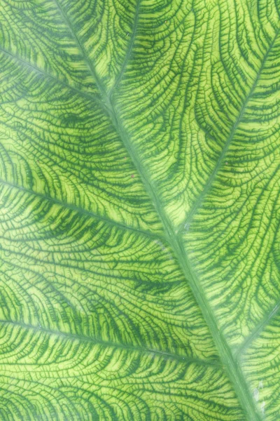 Textura de la hoja — Foto de Stock