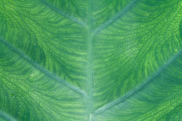 Textura de hoja verde — Foto de Stock