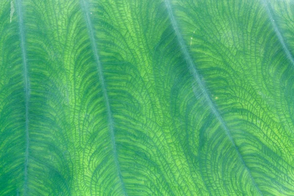 Natürliches grünes Blatt — Stockfoto