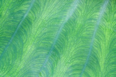 doğal yeşil yaprak