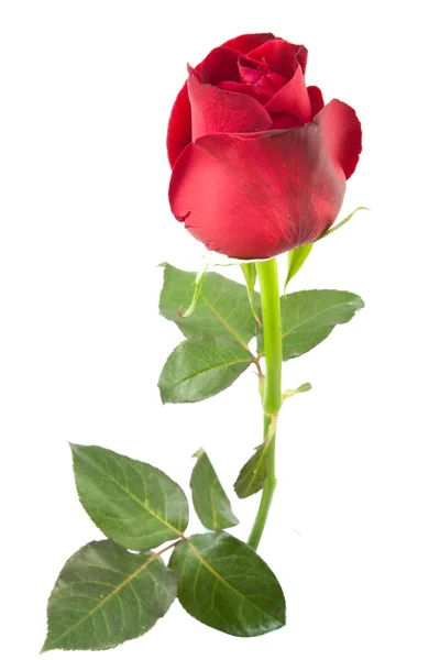 Red rose isolated — Stock Photo, Image