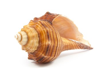 Seashell clipart