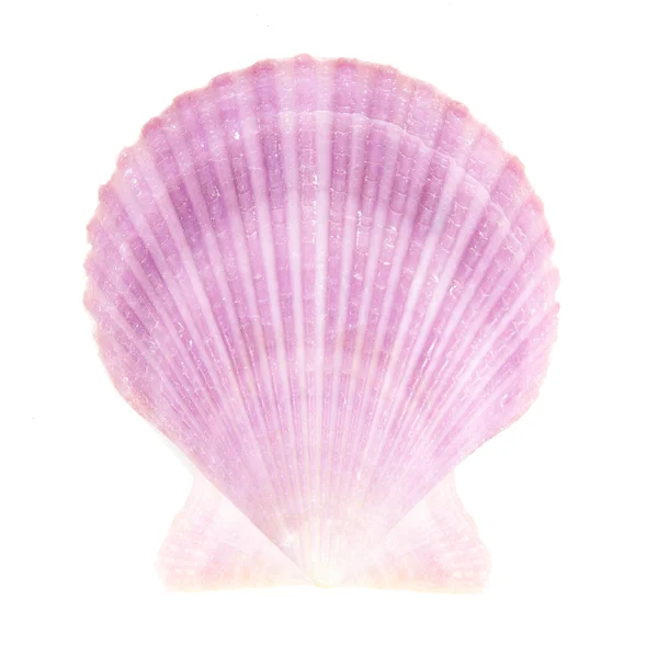 Purple Seashell — Stock Photo, Image