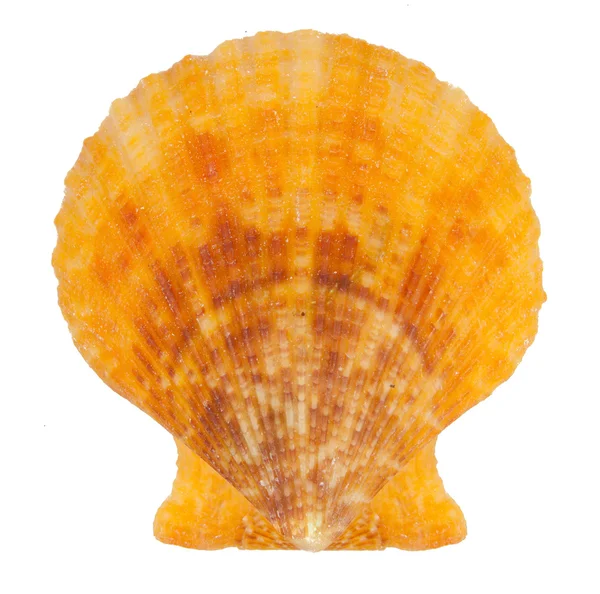 Yellow Seashell — Stock Photo, Image