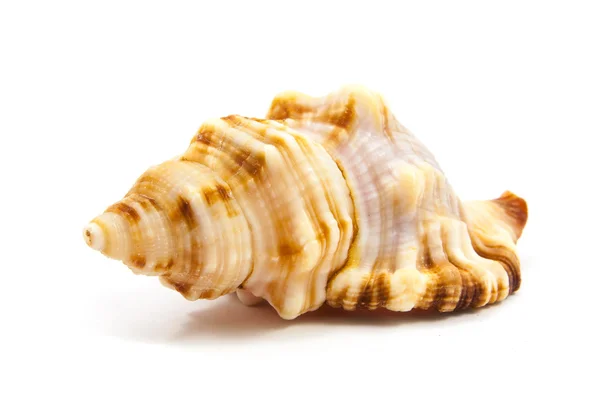 Seashell — Stock Photo, Image