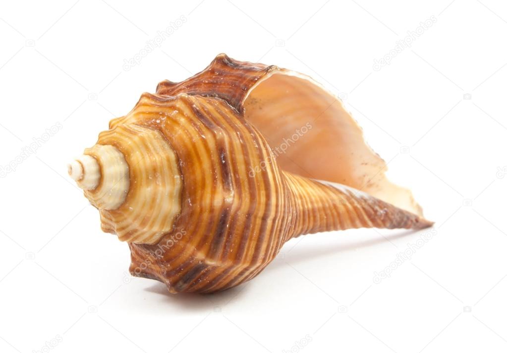 Seashell