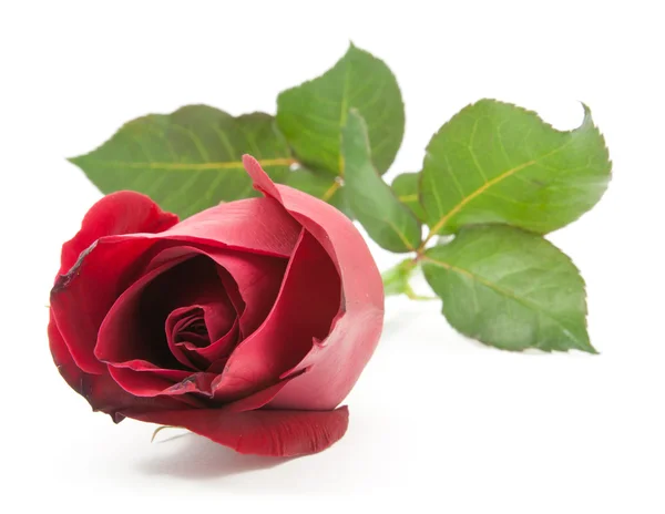 Red rose isolated — Stock Photo, Image