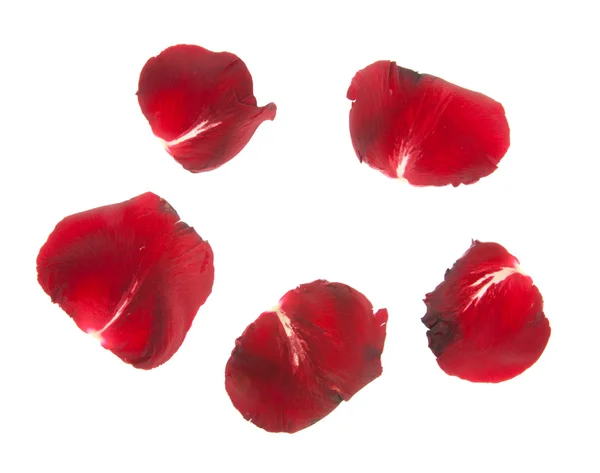 Petali di rosa rossa isolati — Foto Stock