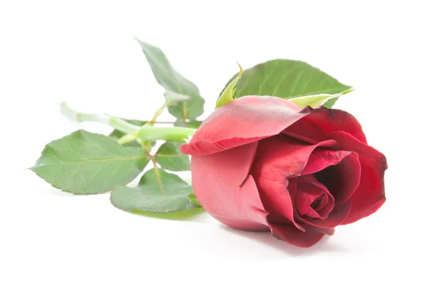 Red rose isolated — Stock Photo, Image