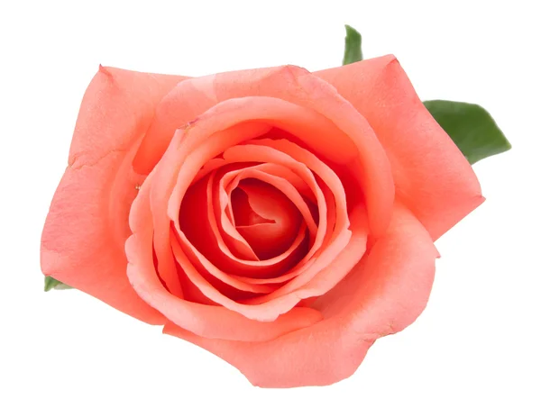 On top pink rose — Stock Photo, Image