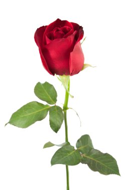 kırmızı gül izole