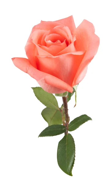 On top pink rose — Stock Photo, Image