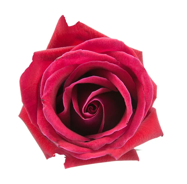 On top red rose — Stock Photo, Image