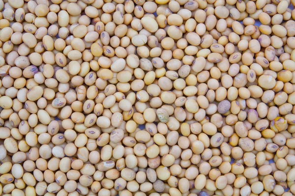 Fondo de textura de soja seca — Foto de Stock